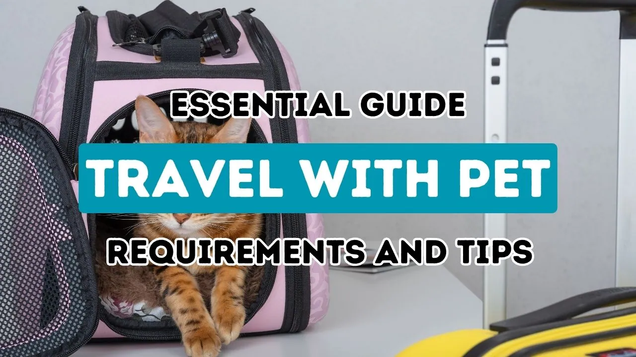 The Ultimate Travel Manual for Exploring Turkey with Your Furry Companion: Crucial Advice and Pointers.